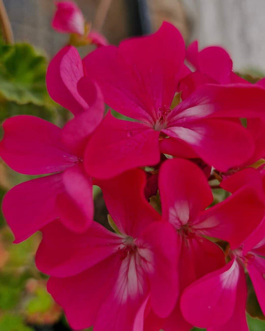 Cum pregătim mușcatele (Pelargonium) pentru iarnă: sfaturi și trucuri