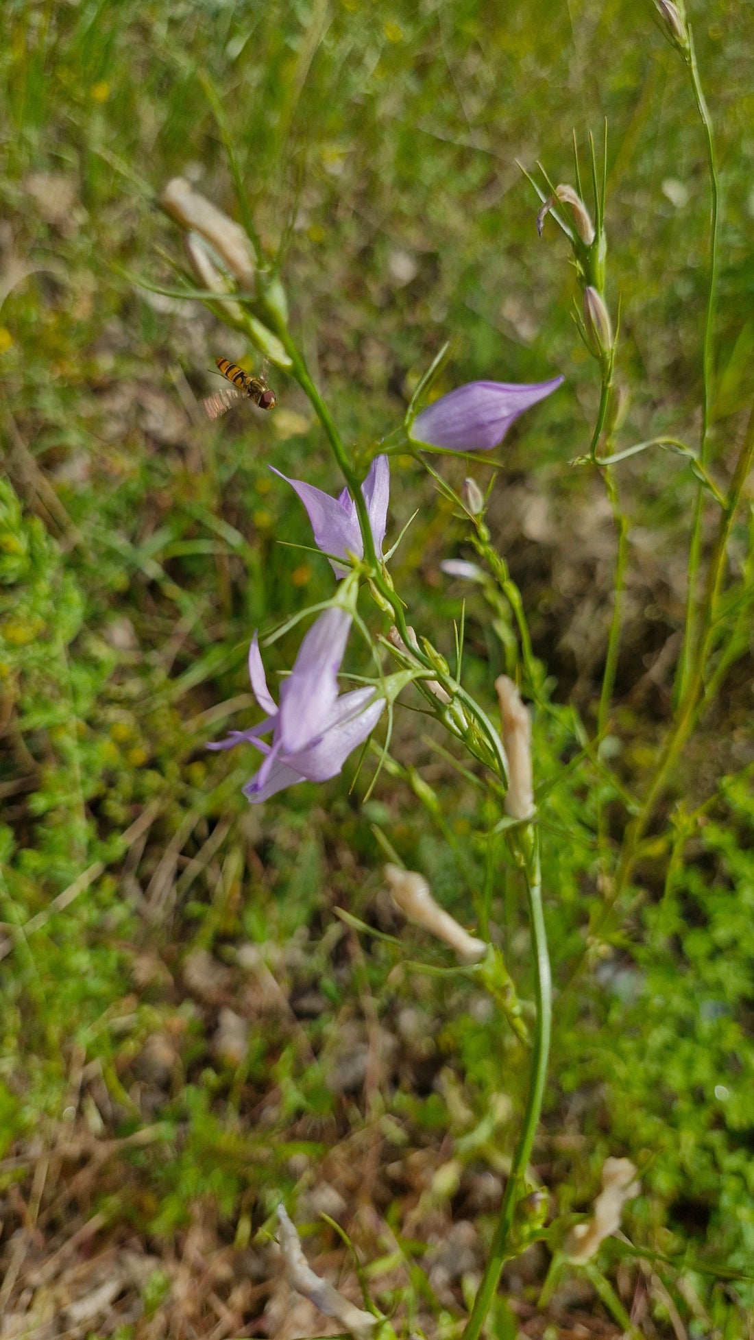 Bogăția pădurilor din România - Campanula rapunculus în Pădurea Ciolăneasca, Teleorman