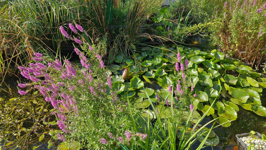 Construcția iazurilor în grădină – frumusețe, biodiversitate și relaxare