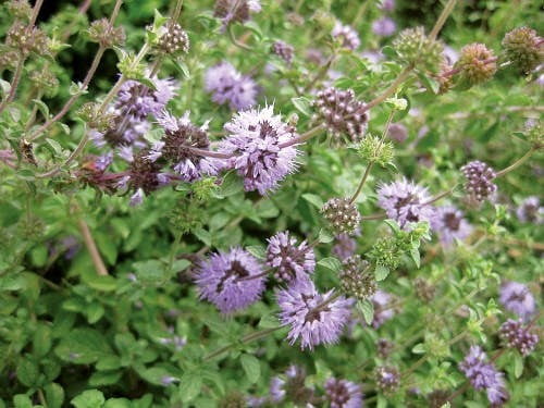Busuiocul Cerbilor (Mentha pulegium) în Legendele Românești: Planta care alungă spiritele rele și atrage dragostea