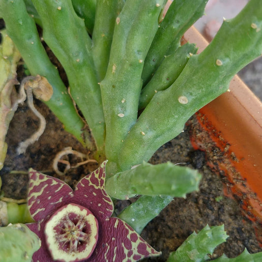 Steaua șerifului - Orbea și Stapelia – plante suculente fascinante și îngrijirea lor