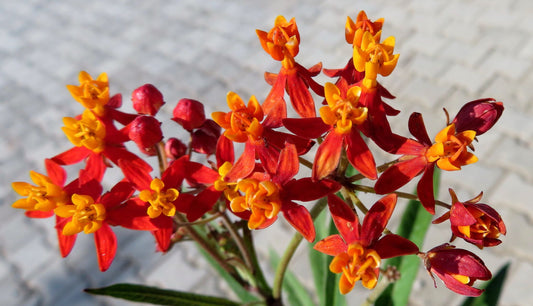 Leandrul de Muntenegru (Asclepias curassavica)