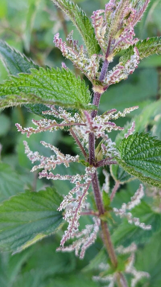Urzica (Urtica dioica) – Comoara verde pentru sănătate și grădină