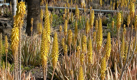 Înflorirea plantei de Aloe vera
