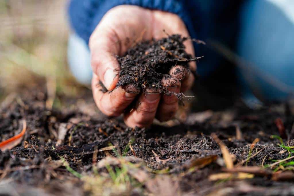 Nutrienți și viață în grădină cu compostul pregătit acasă