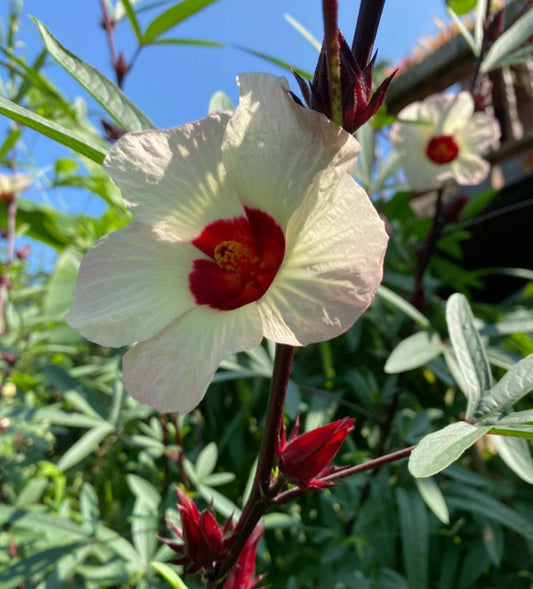 Hibiscus sabdariffa: Planta exotică cu multiple beneficii, disponibilă la Pepiniera Roșie în sezonul viitor