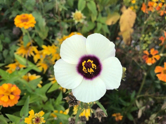 Hibiscus: Splendoarea Florilor Generoase și Versatilitatea Speciilor Sale