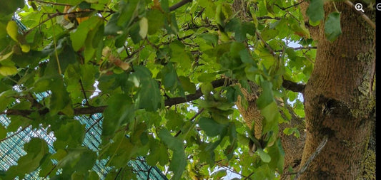Jugastrul (Acer campestre): Simbolism și legende românești