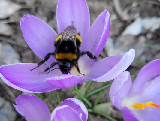 10 plante perene melifere recomandate pentru grădina ta