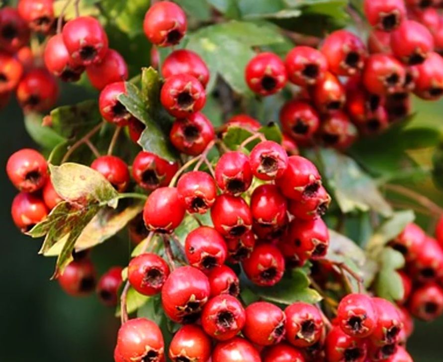 Păducelul (Crataegus monogyna) în folclorul românesc