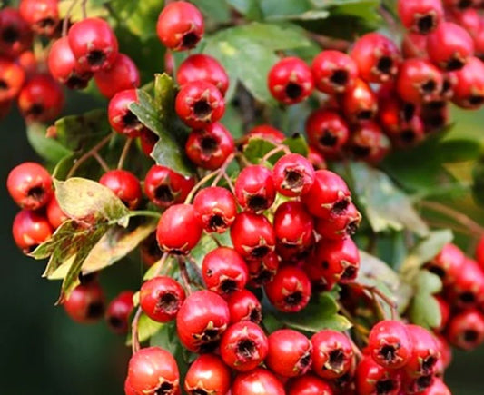 Păducelul (Crataegus monogyna) în folclorul românesc