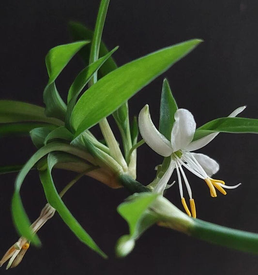 Planta Păianjen (Chlorophytum comosum)