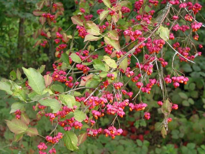 Salba moale (Euonymus europaeus) - Magie și legende românești