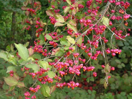 Salba moale (Euonymus europaeus) - Magie și legende românești