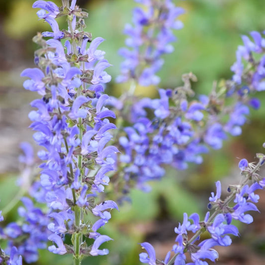 Salvia – Plante sacre și vindecătoare din America Centrală și de Sud: Specii și Tradiții