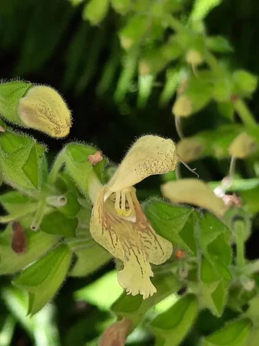 Salvia glutinosa – o bijuterie galbenă a pădurilor din România