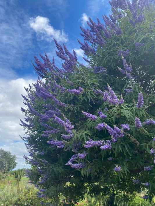 Mielăreaua (Vitex agnus-castus) – Planta castității