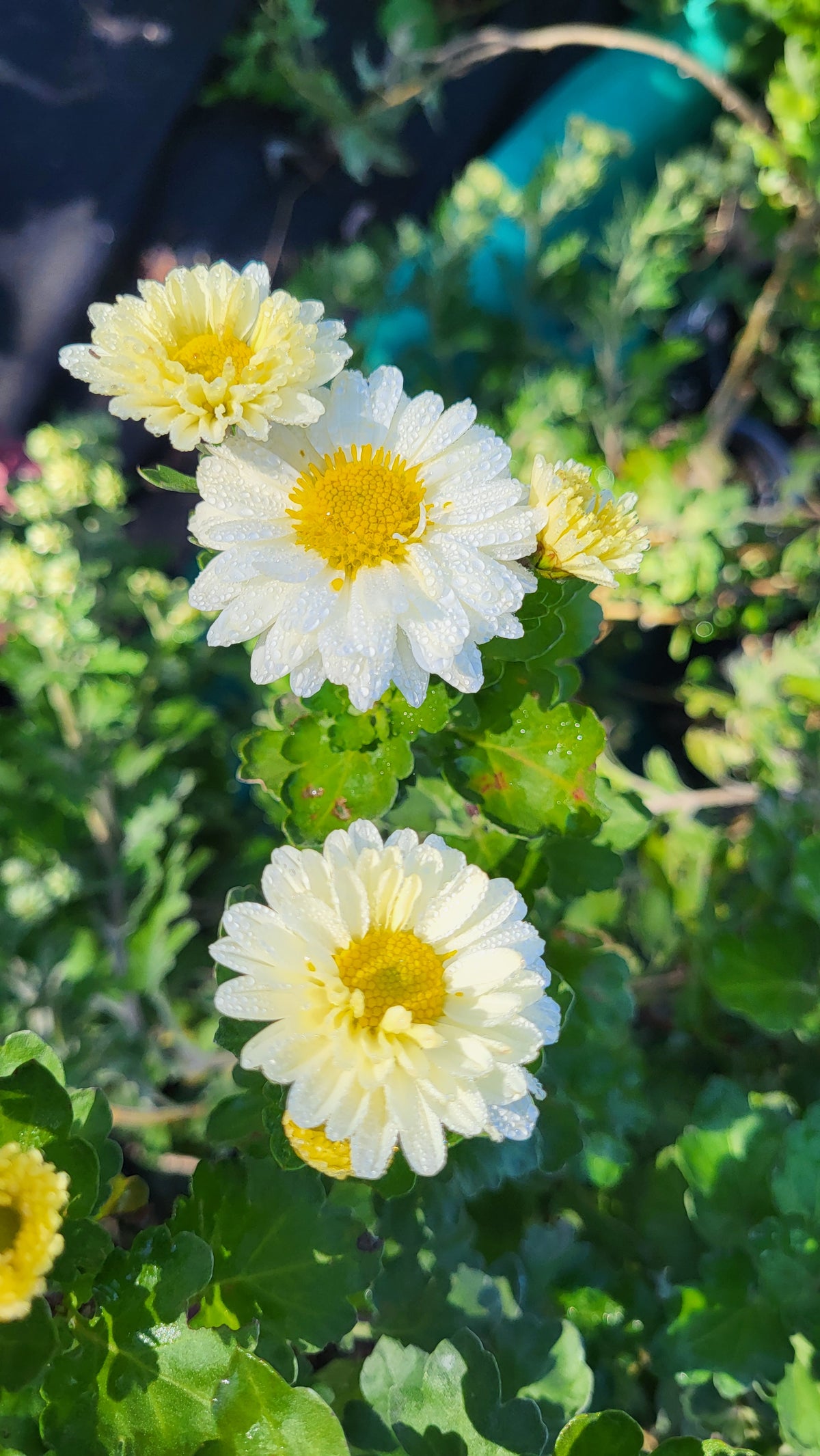 Crizamteme multiflore margaretă alb unturiu (Chrysanthemum spp.)