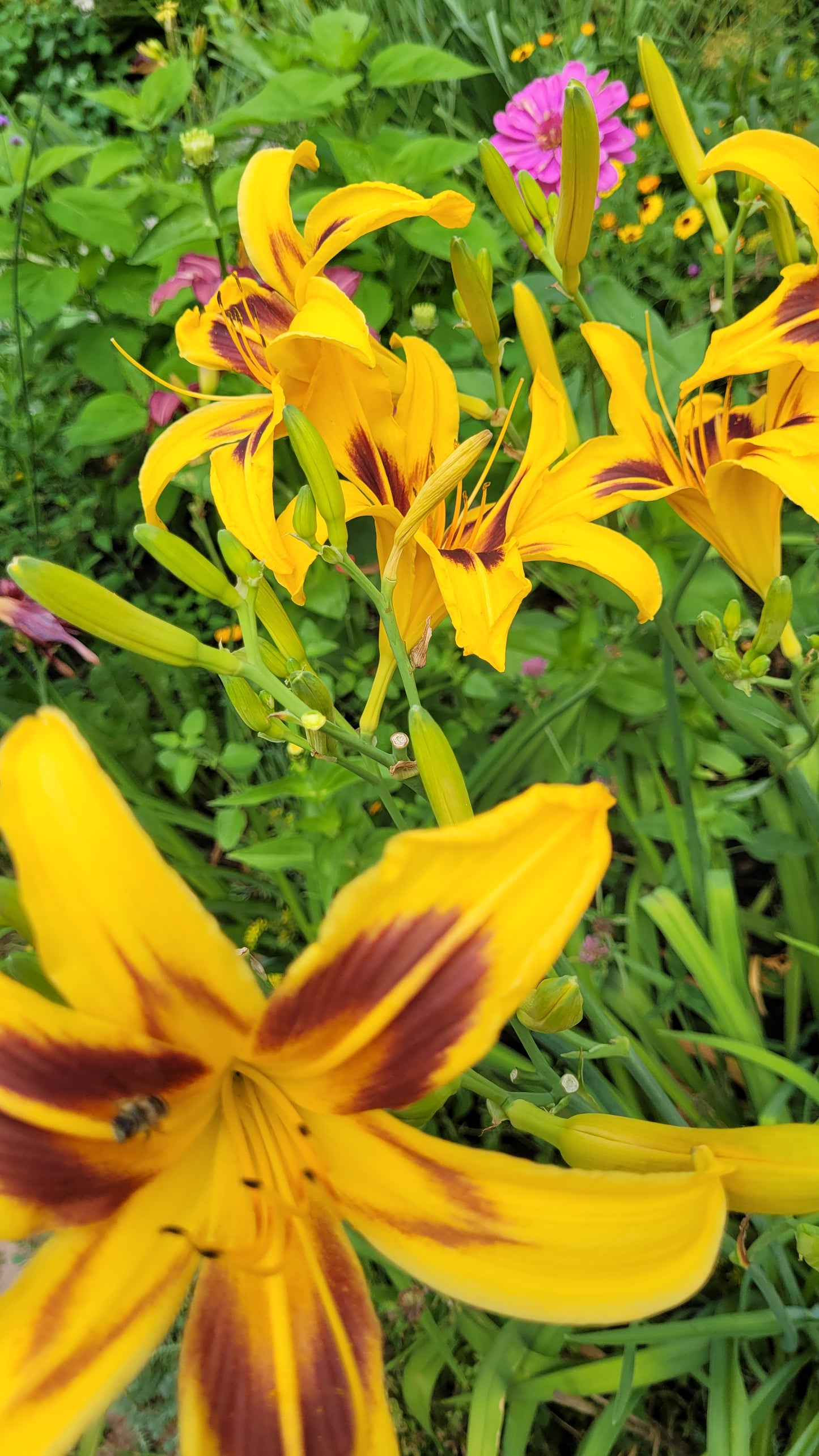 Crini de o zi Bonanza (Hemerocallis)