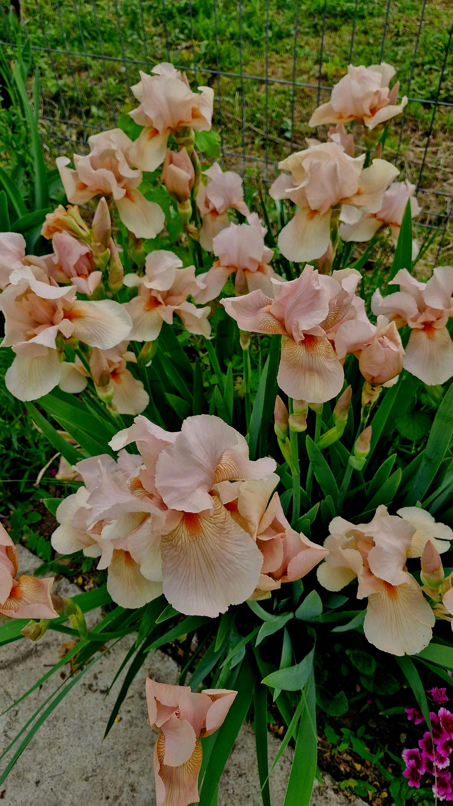 Iris roz somon / Stânjenel (Iris germanica)