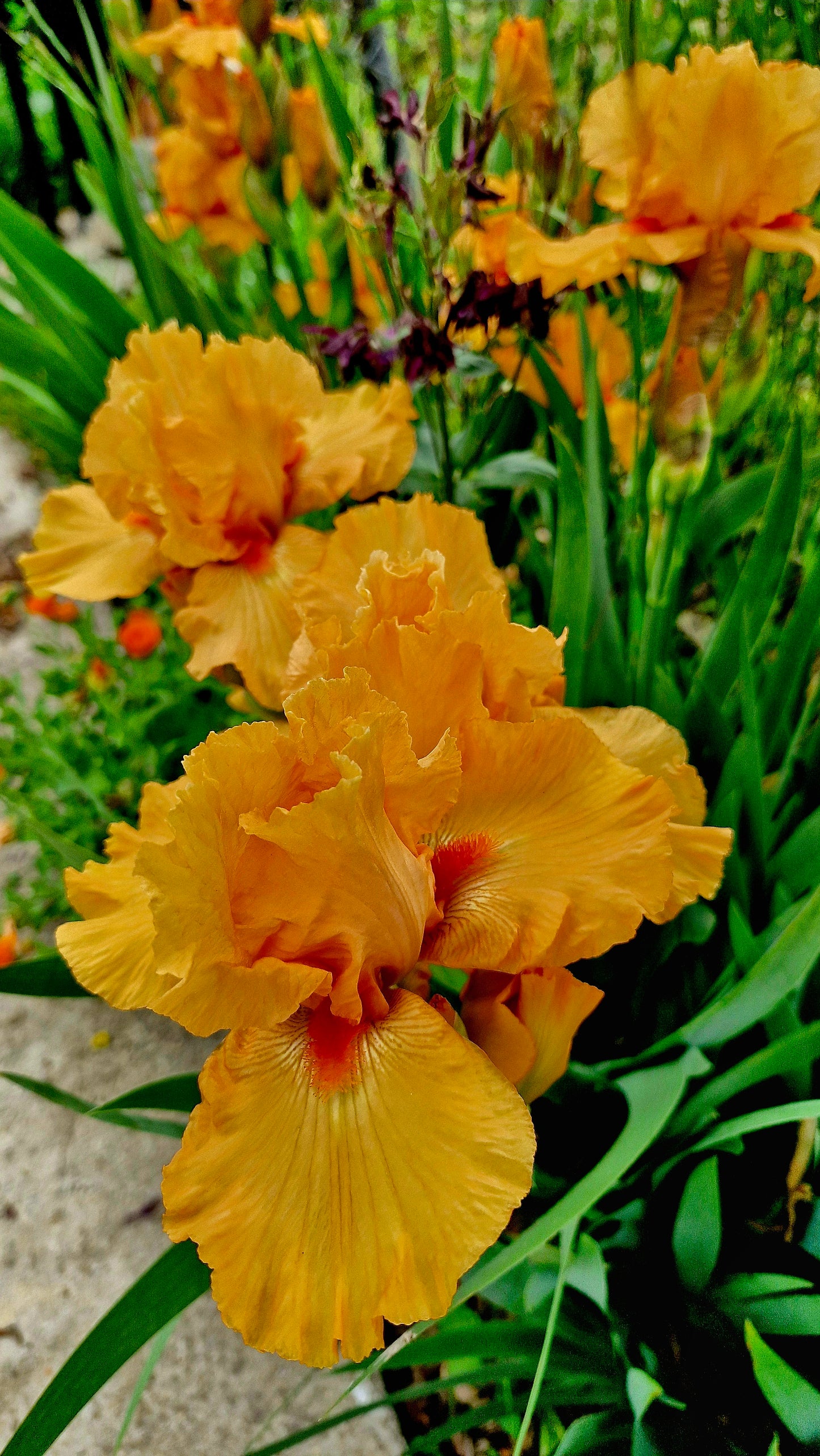 Iris portocaliu / Stânjenel (Iris germanica)