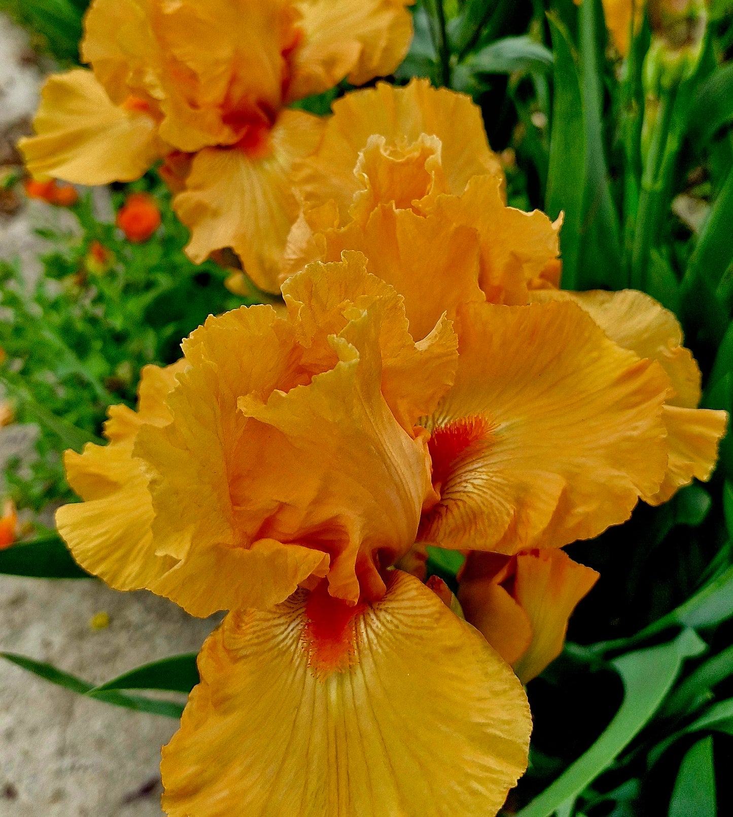 Iris portocaliu / Stânjenel (Iris germanica)