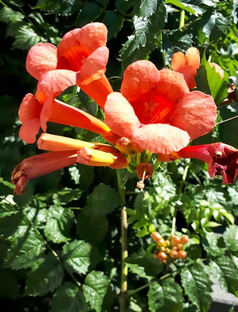 Luleaua turcului (Campsis radicans)