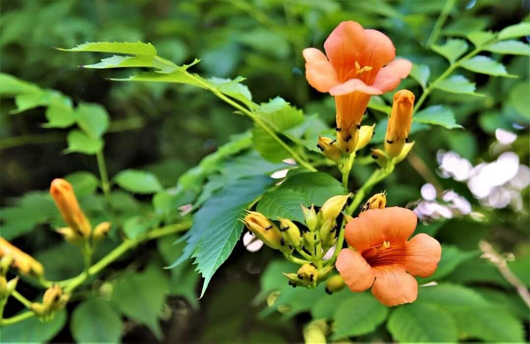 Luleaua turcului (Campsis radicans)