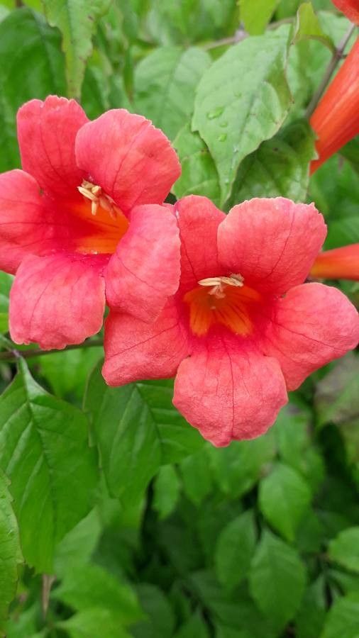 Luleaua turcului (Campsis radicans)