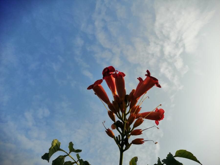 Luleaua turcului (Campsis radicans)