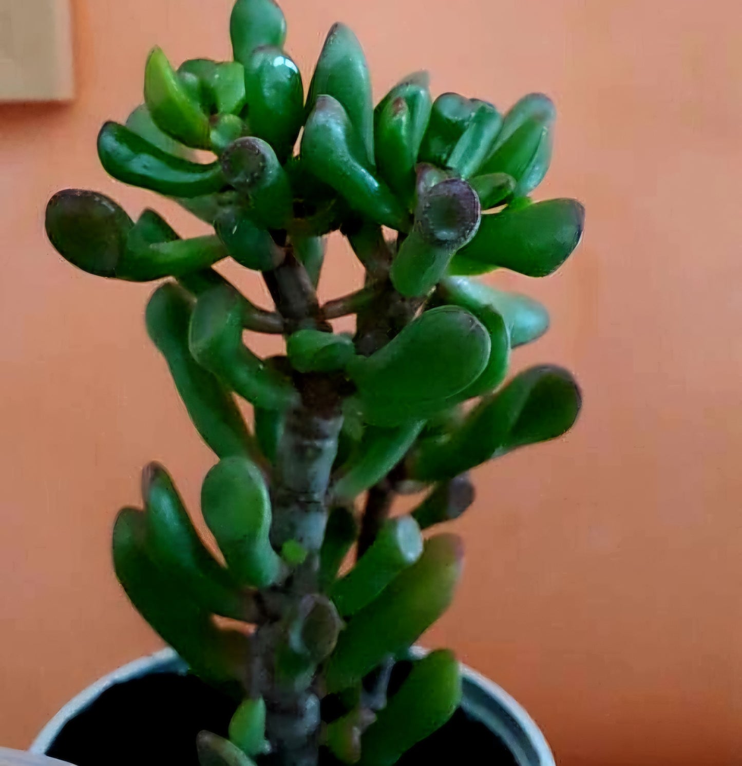 Planta banilor (Crassula ovata 'Hobbit')