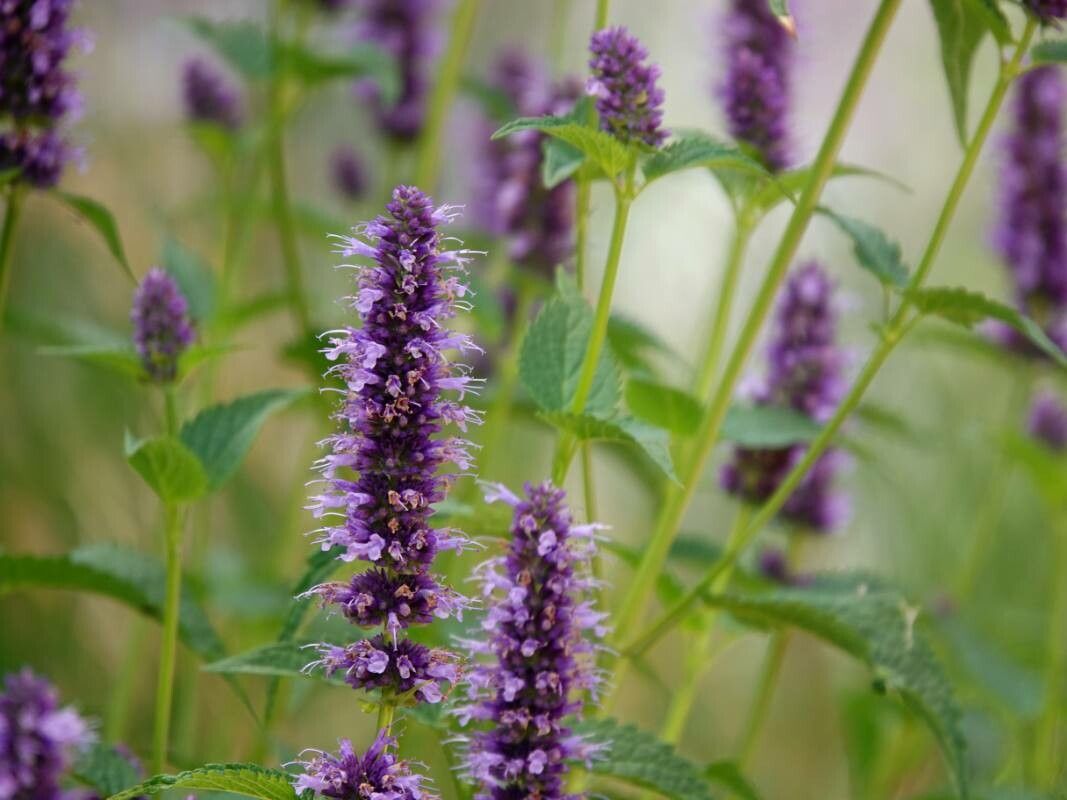 Mentă mexicană (Agastache foeniculum) (mix de culori alb/lilac)