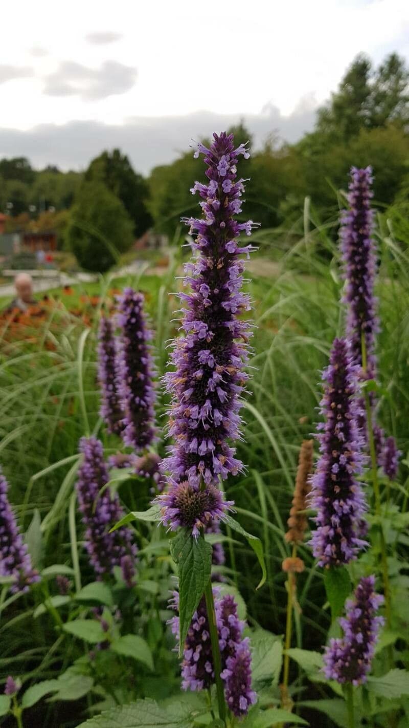Mentă mexicană (Agastache foeniculum) (mix de culori alb/lilac)