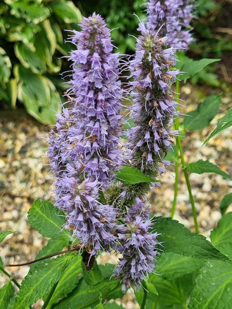 Mentă mexicană (Agastache foeniculum) (mix de culori alb/lilac)