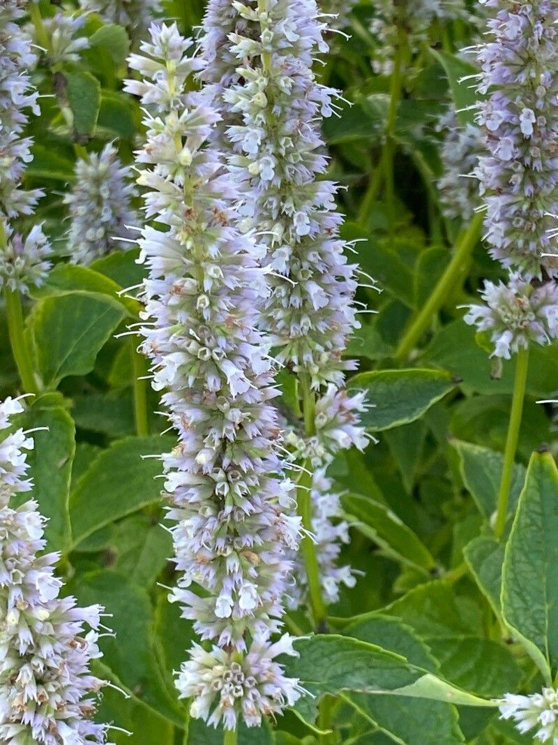 Mentă mexicană (Agastache foeniculum) (mix de culori alb/lilac)