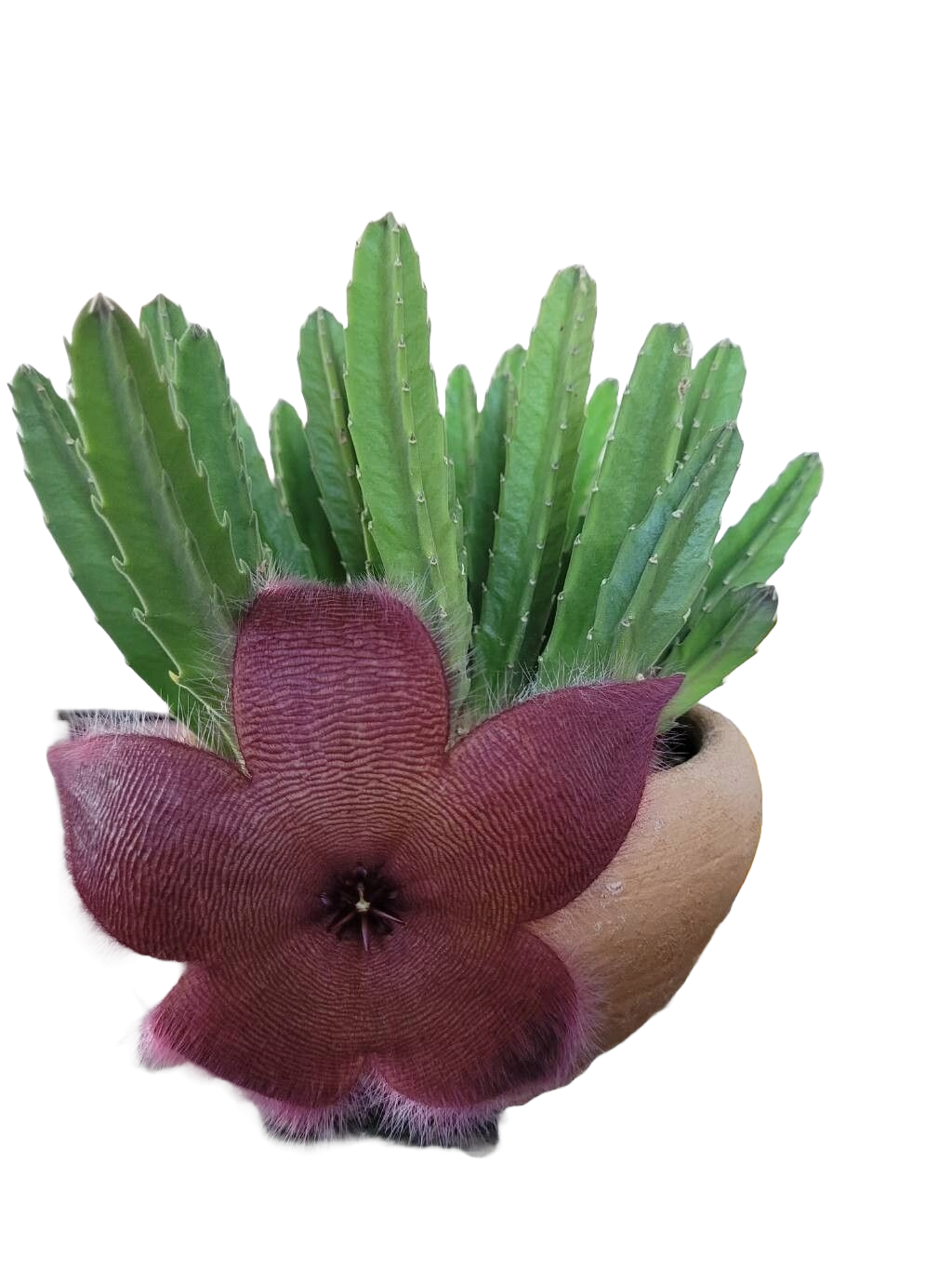 Steaua șerifului cu flori mari roșii (Stapelia grandiflora)