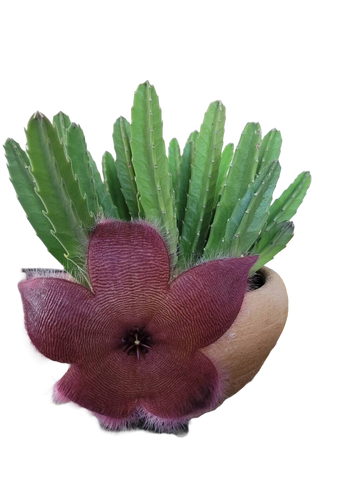Steaua șerifului cu flori mari roșii (Stapelia grandiflora)