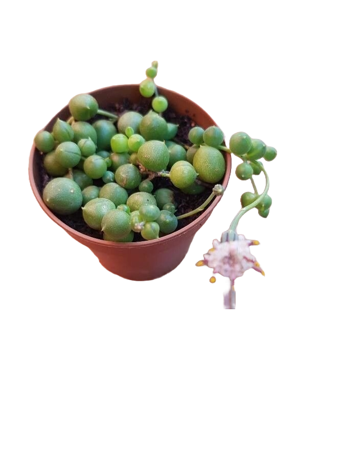 Șirag de perle / mărgele variegat (Senecio rowleyanus)