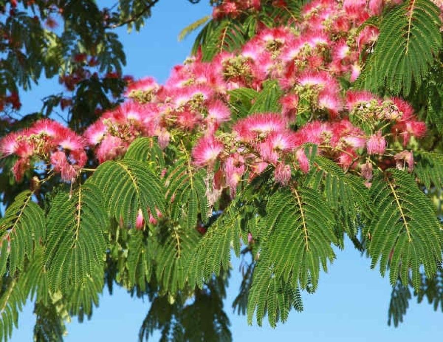 Arborele de mătase (Albizia julibrissin)