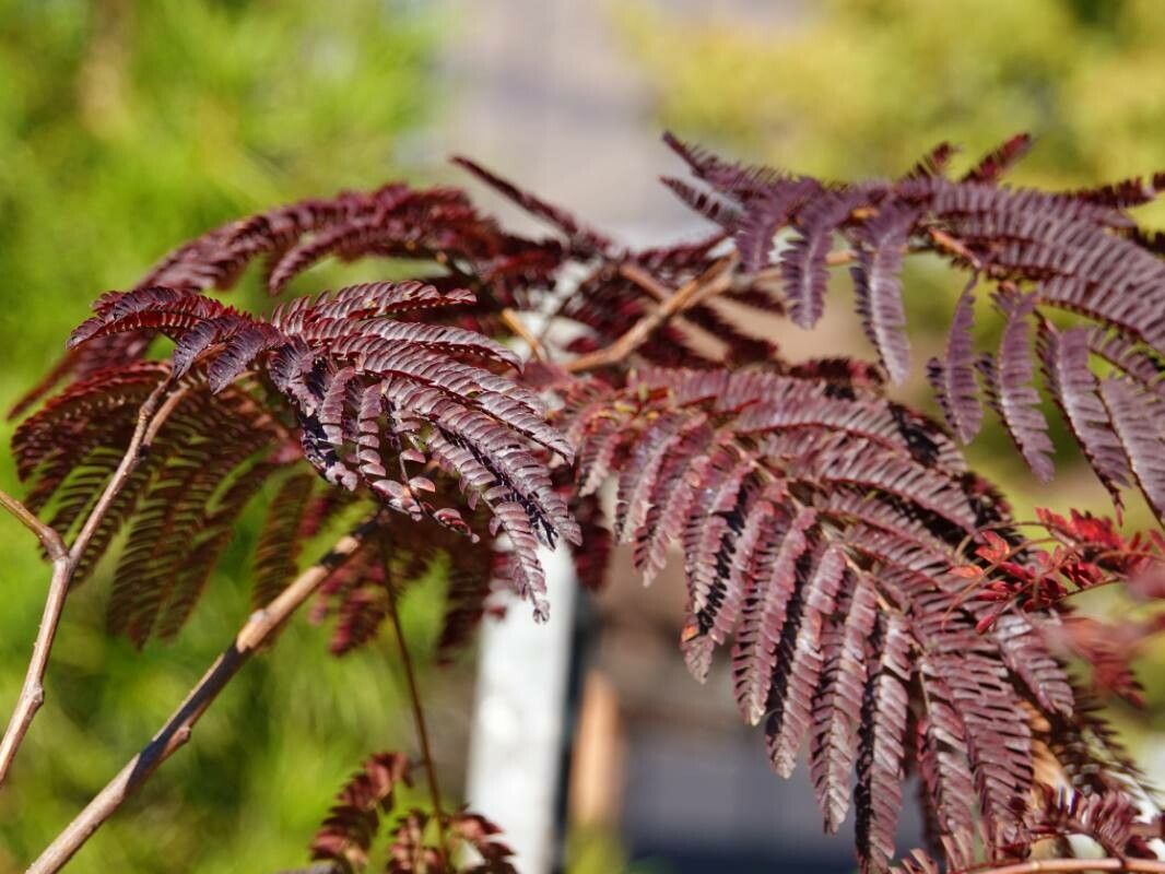 Arborele de mătase Chocolate (Albizia julibrissin)