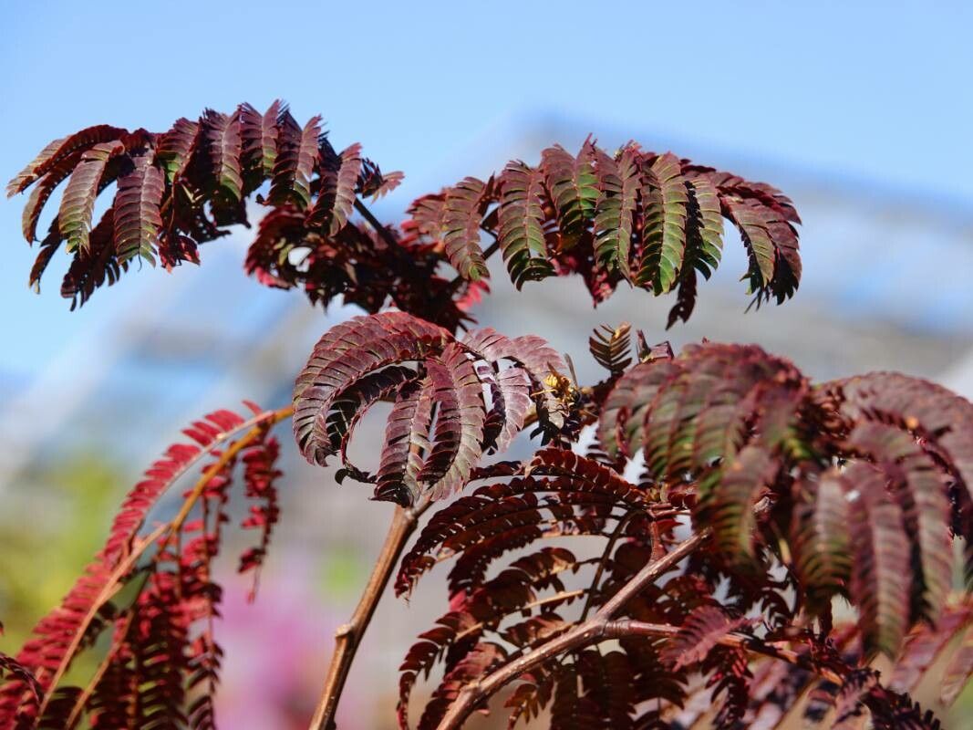 Arborele de mătase Chocolate (Albizia julibrissin)