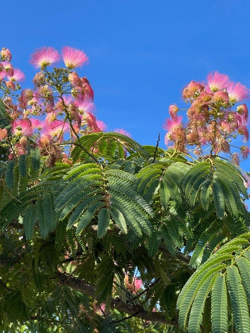 Arborele de mătase (Albizia julibrissin)