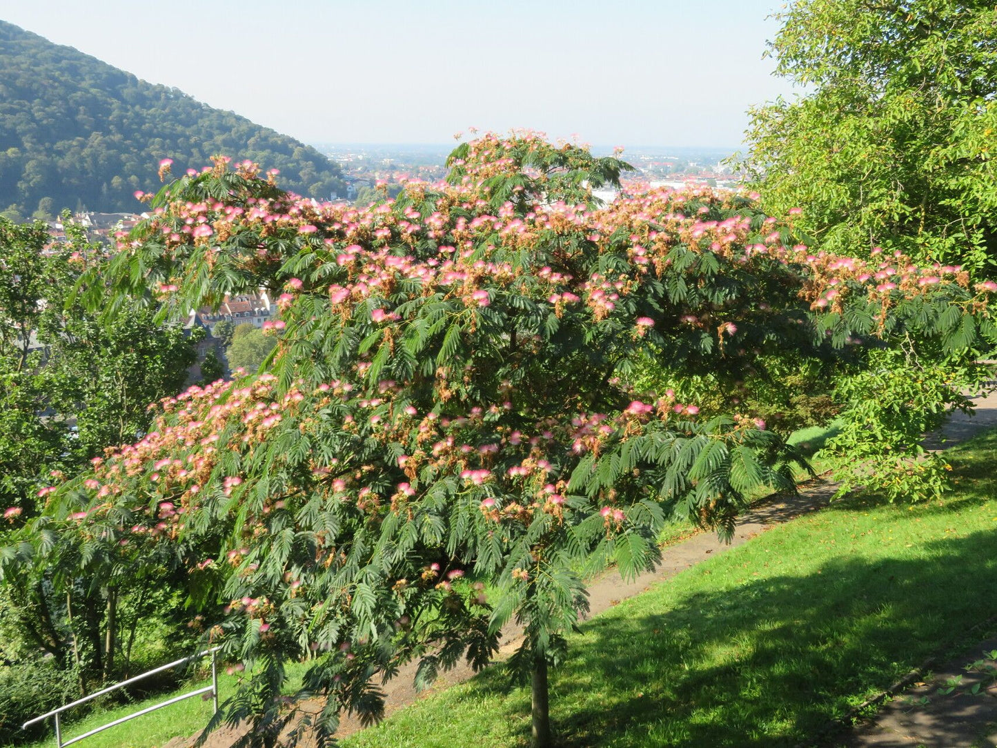Arborele de mătase (Albizia julibrissin)