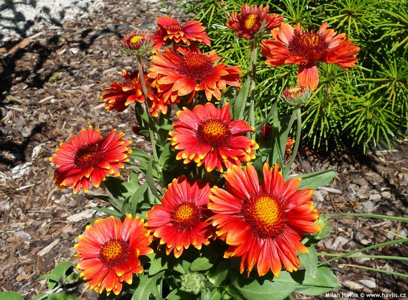 Roata de foc ”Arizona Red”(Gaillardia aristata)