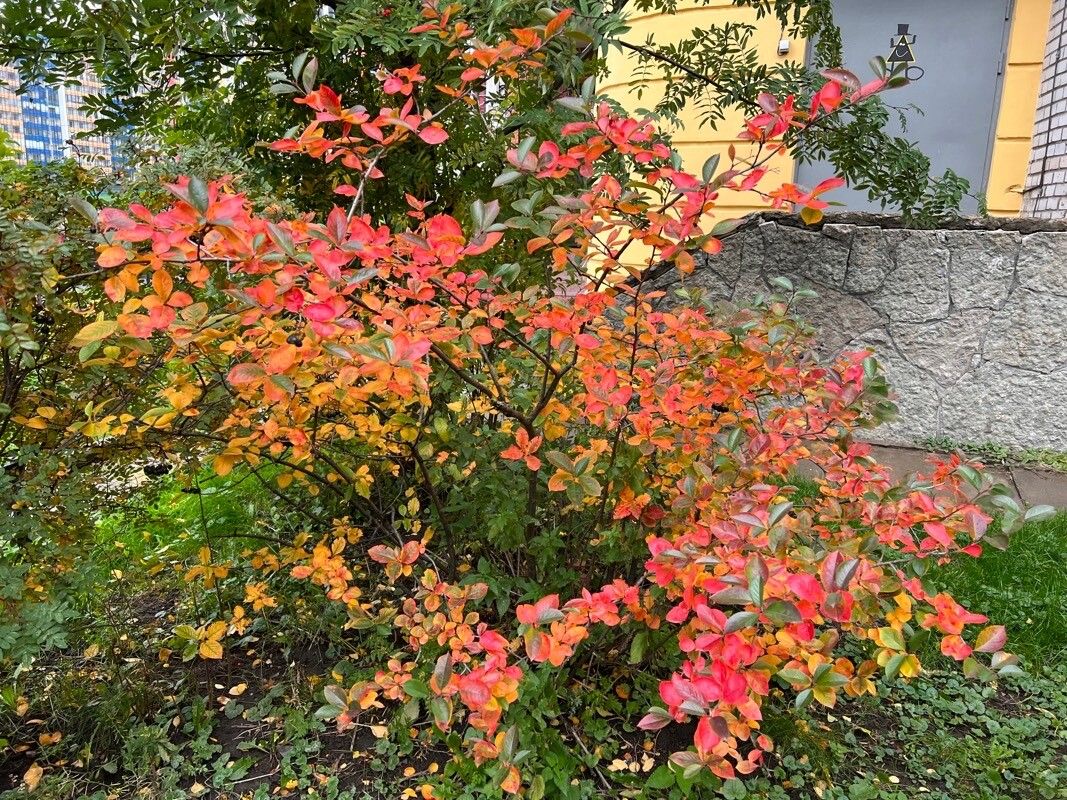 Aronia (Aronia melanocarpa)