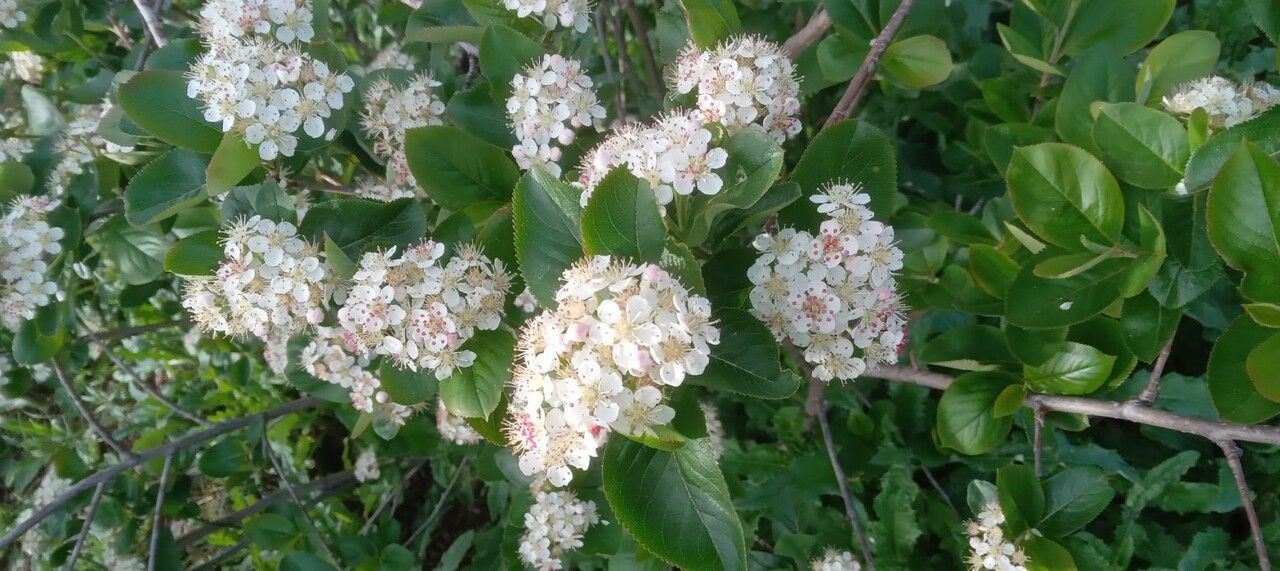 Aronia (Aronia melanocarpa)