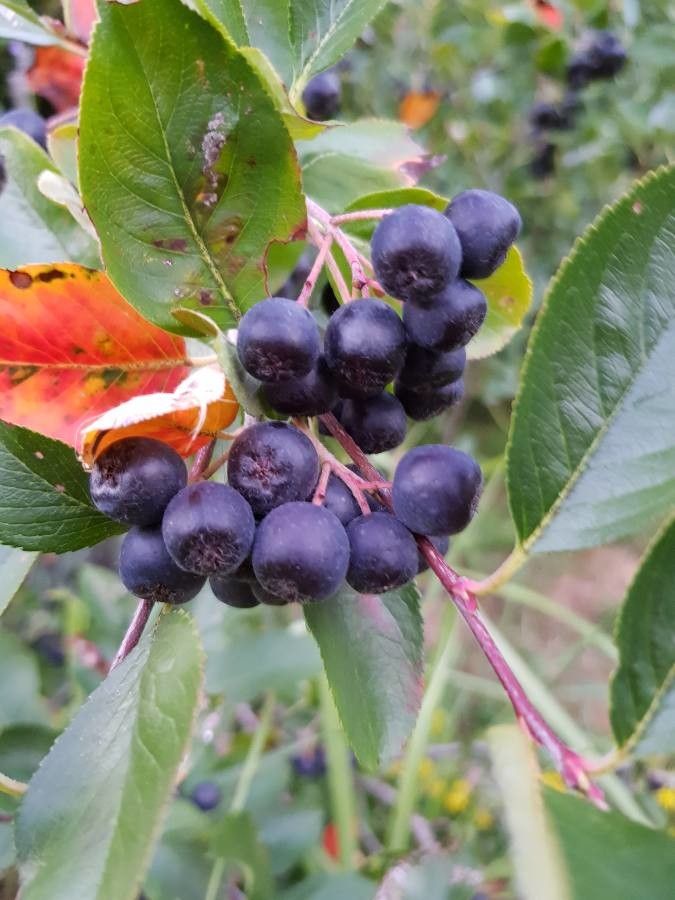 Aronia (Aronia melanocarpa)