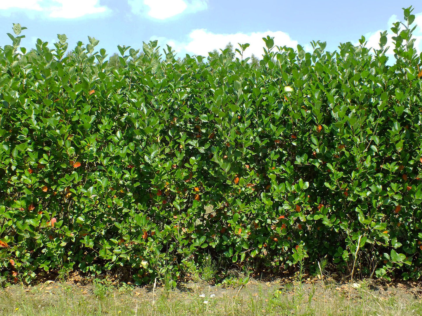 Aronia (Aronia melanocarpa)