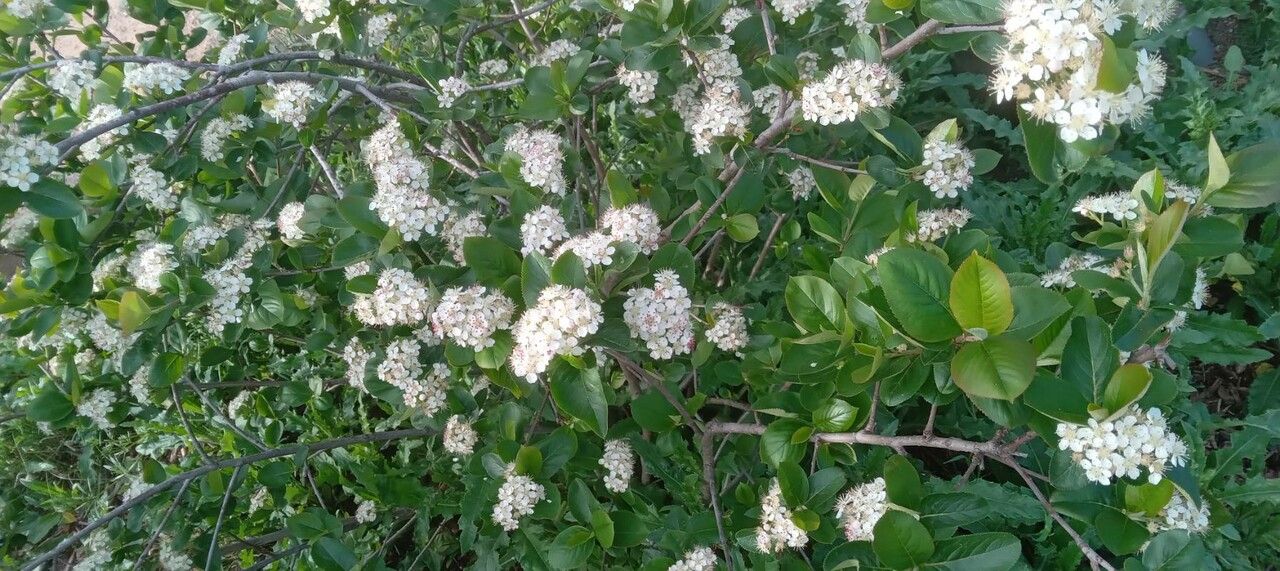 Aronia (Aronia melanocarpa)
