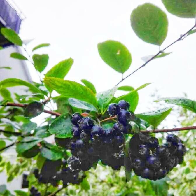 Aronia (Aronia melanocarpa)